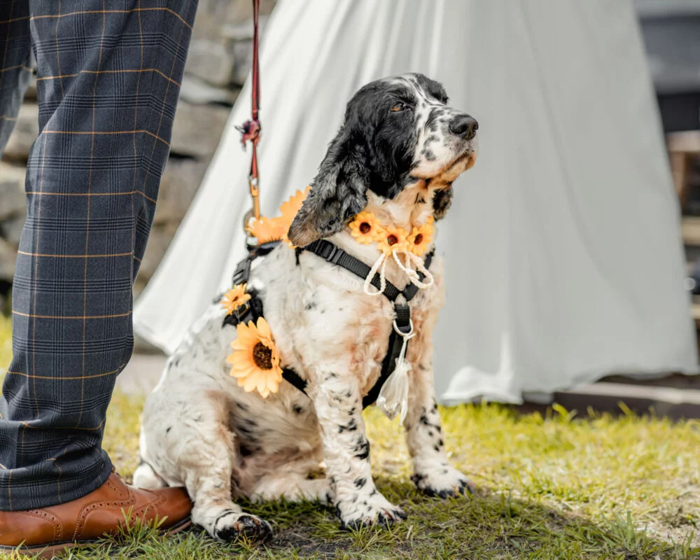 A dog with sunflowers on his collar at a wedding.
