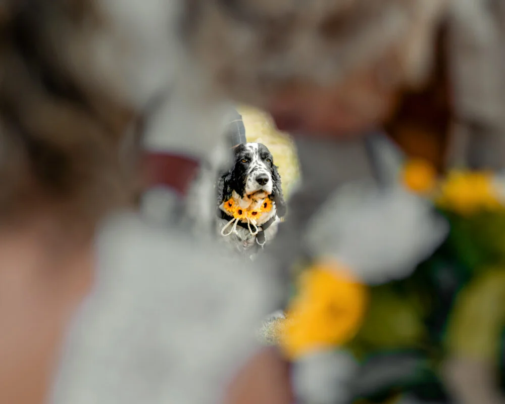 A dog with a flower in its mouth.