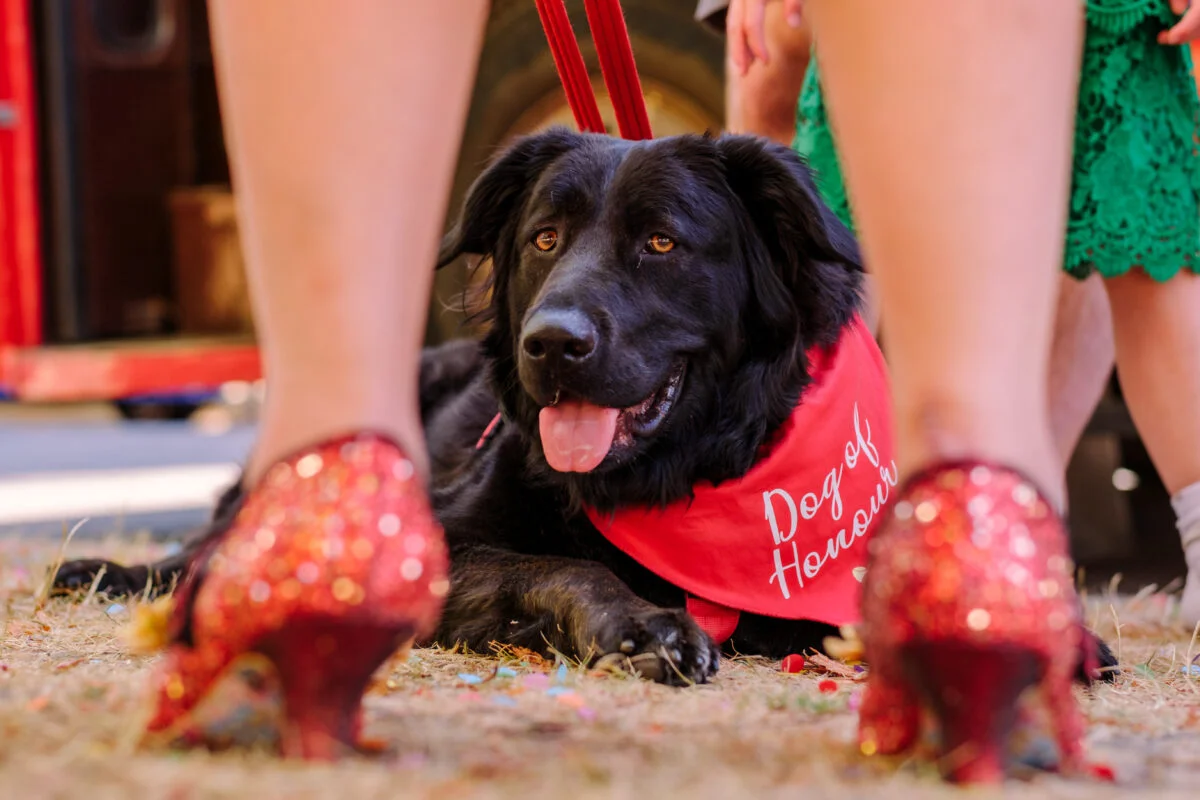 A black dog wearing a red bandana.