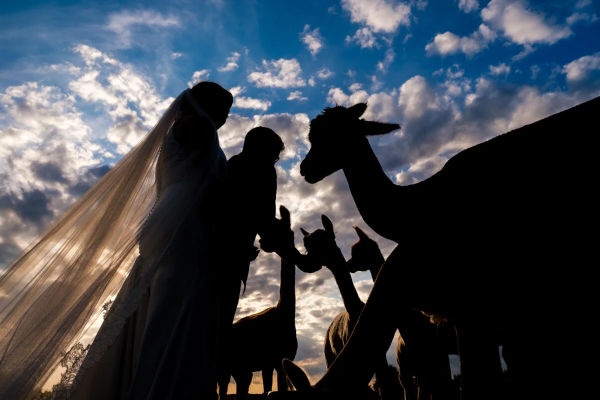 A bride and groom are silhouetted in front of a herd of llamas.