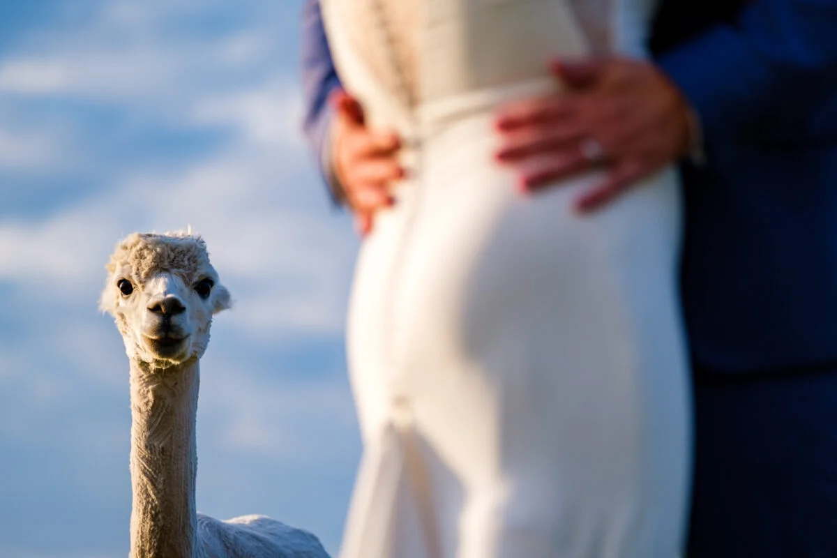 A bride and groom standing next to a llama.