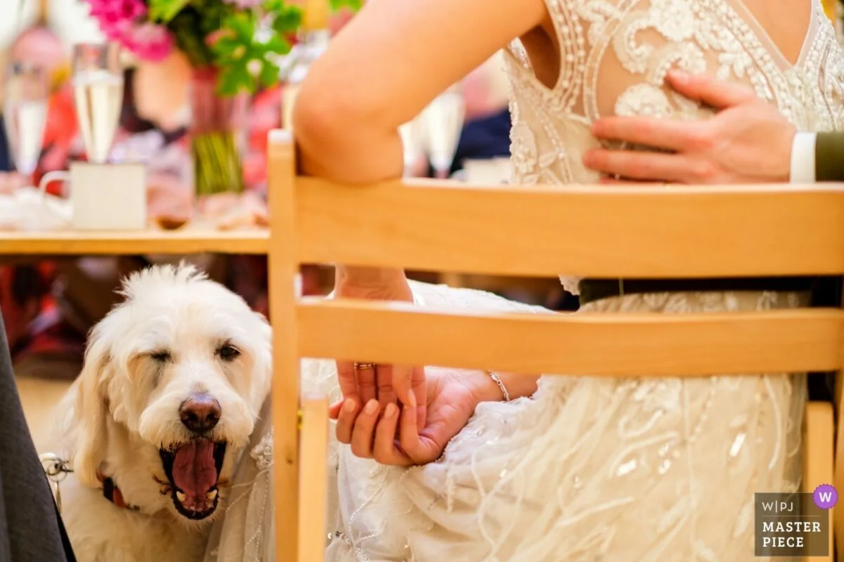 A dog sits on a bride's lap at a wedding.