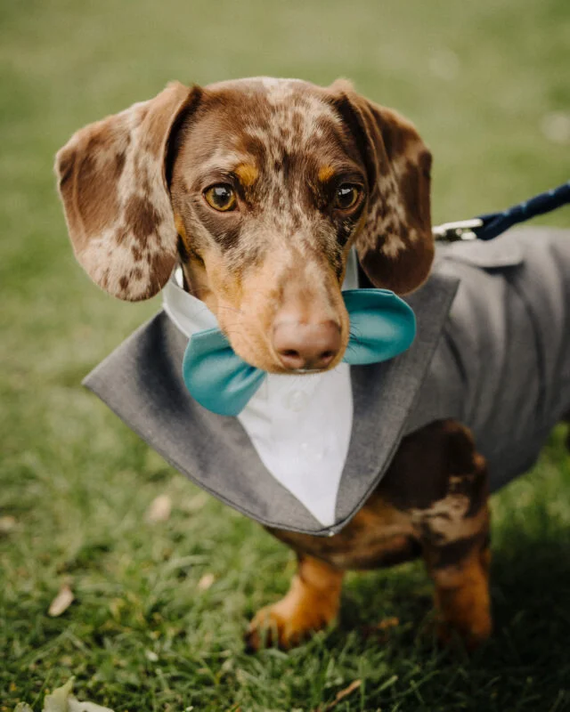 A dachshund wearing a bow tie.
