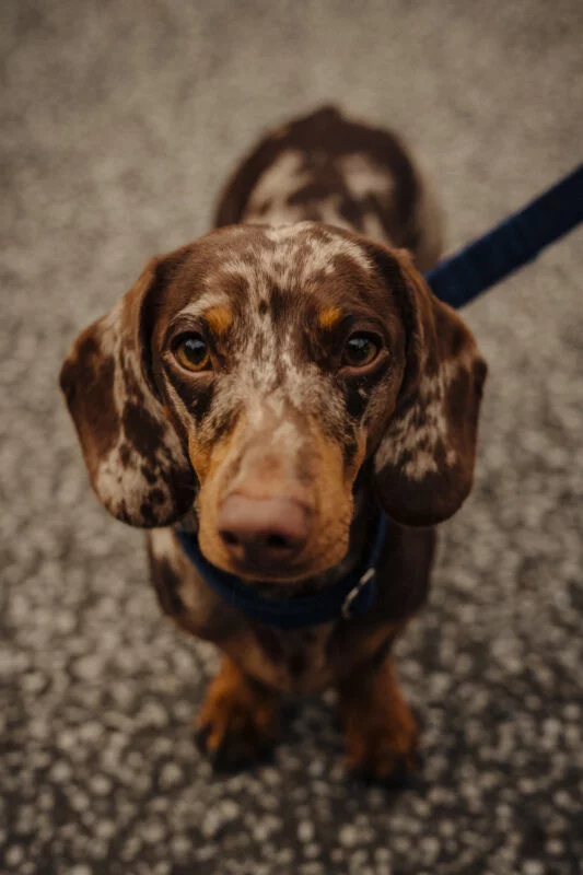 A brown and tan dachshund on a leash.