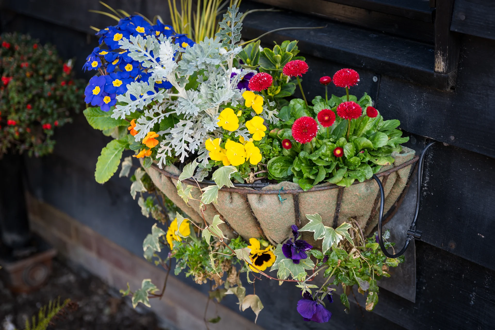 A vibrant hanging basket filled with a colourful arrangement of blue, yellow, and red flowers displayed against a dark wooden wall.