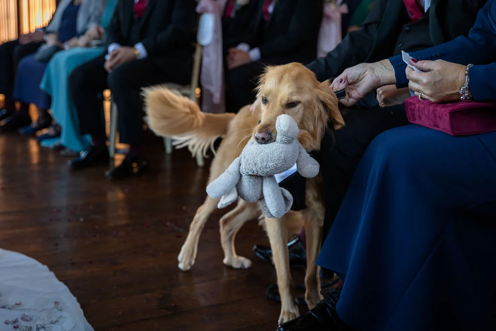 A golden retriever holding a grey stuffed toy in its mouth stands next to seated wedding guests on a wooden floor.