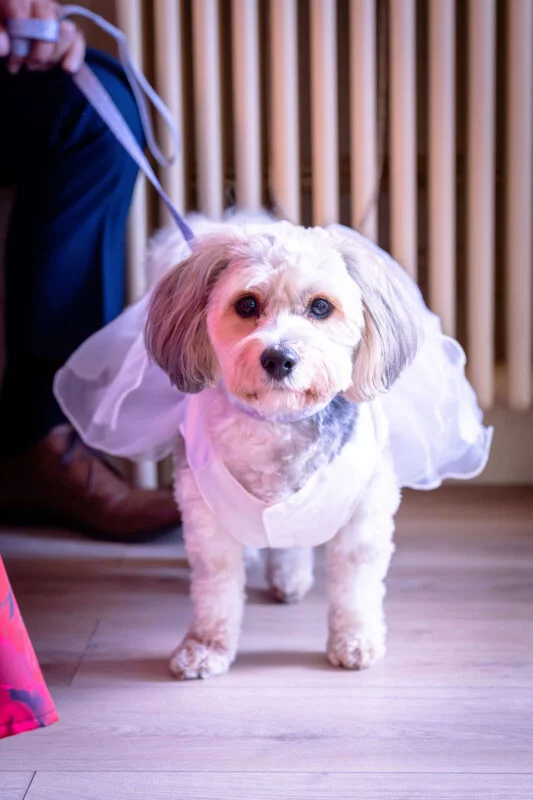 A small fluffy dog wearing a white dress stands on a wooden floor while being held on a lead by a guest.