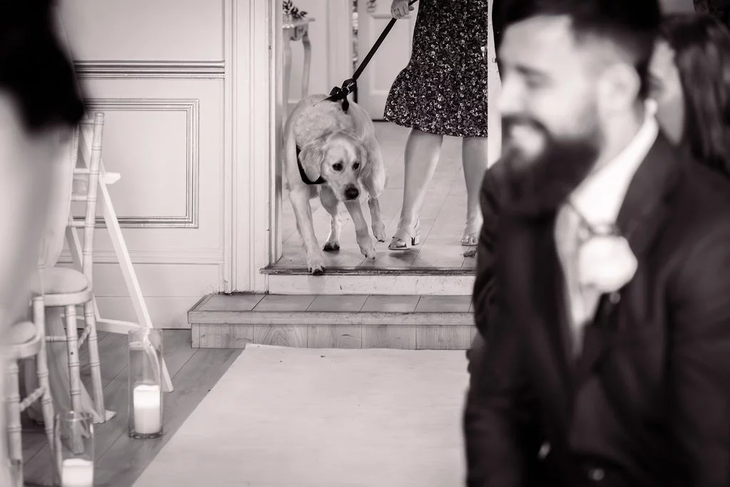 A golden retriever wearing a black collar walks down the aisle during a wedding ceremony while guests look on.