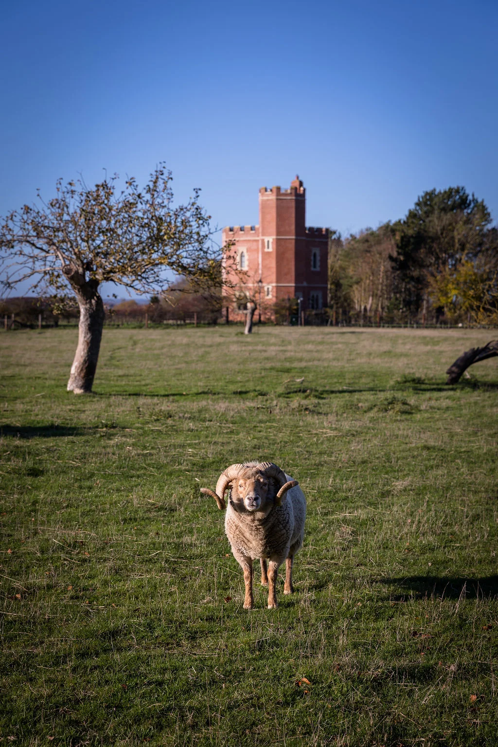 A majestic ram with curved horns stands in a grassy field with a historic red brick castle in the background under a clear blue sky.