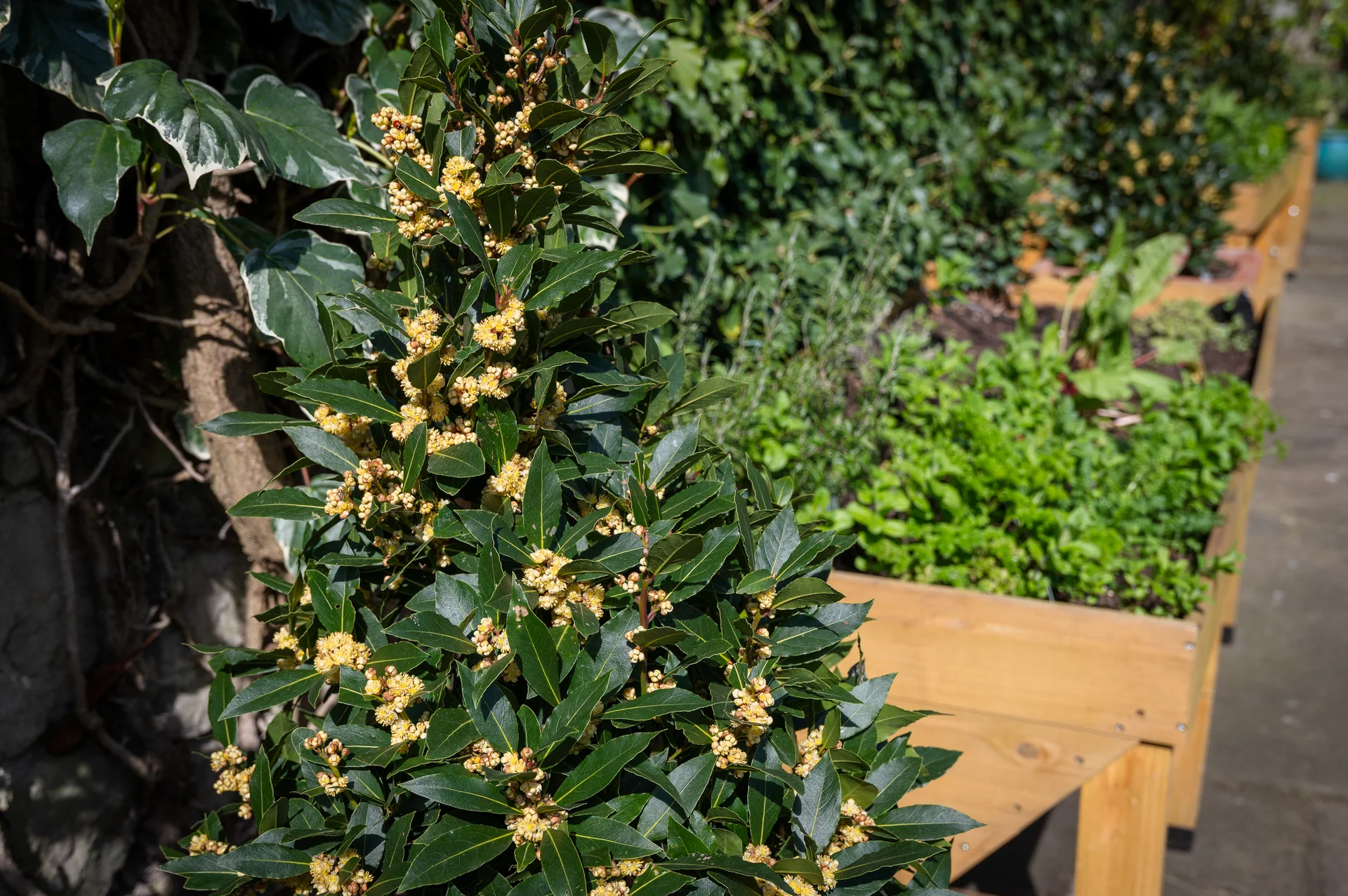 A lush green bay tree with small yellow flowers stands in an outdoor garden setting bathed in bright sunlight.