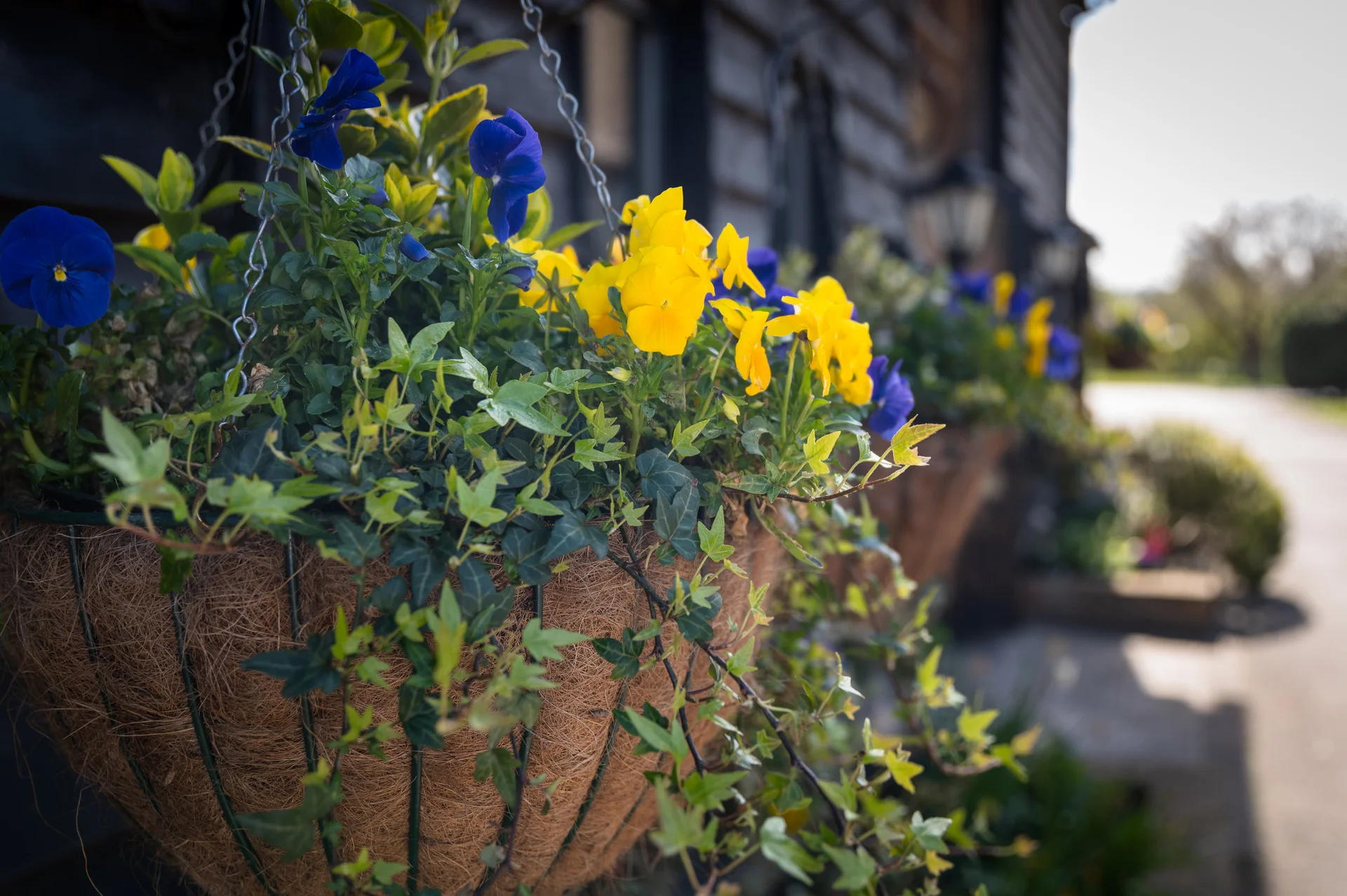 A close-up view of a vibrant hanging basket filled with bright yellow and blue pansies and trailing green ivy against a blurred rustic backdrop.