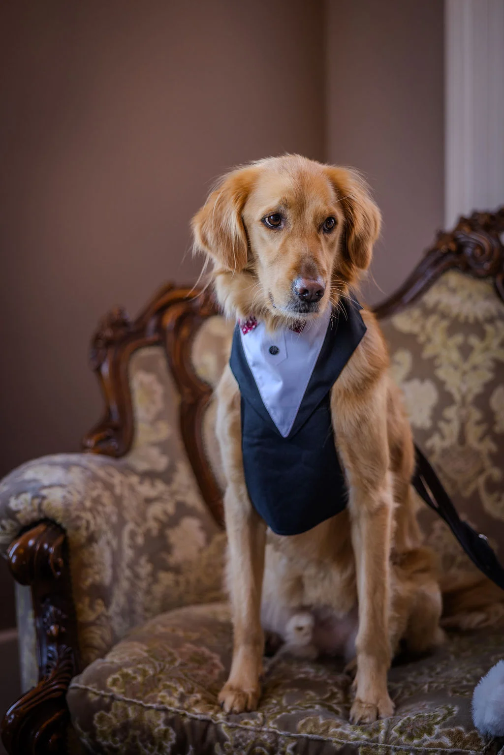 An adorable golden retriever wearing a tuxedo and bow tie sits on a vintage patterned armchair.