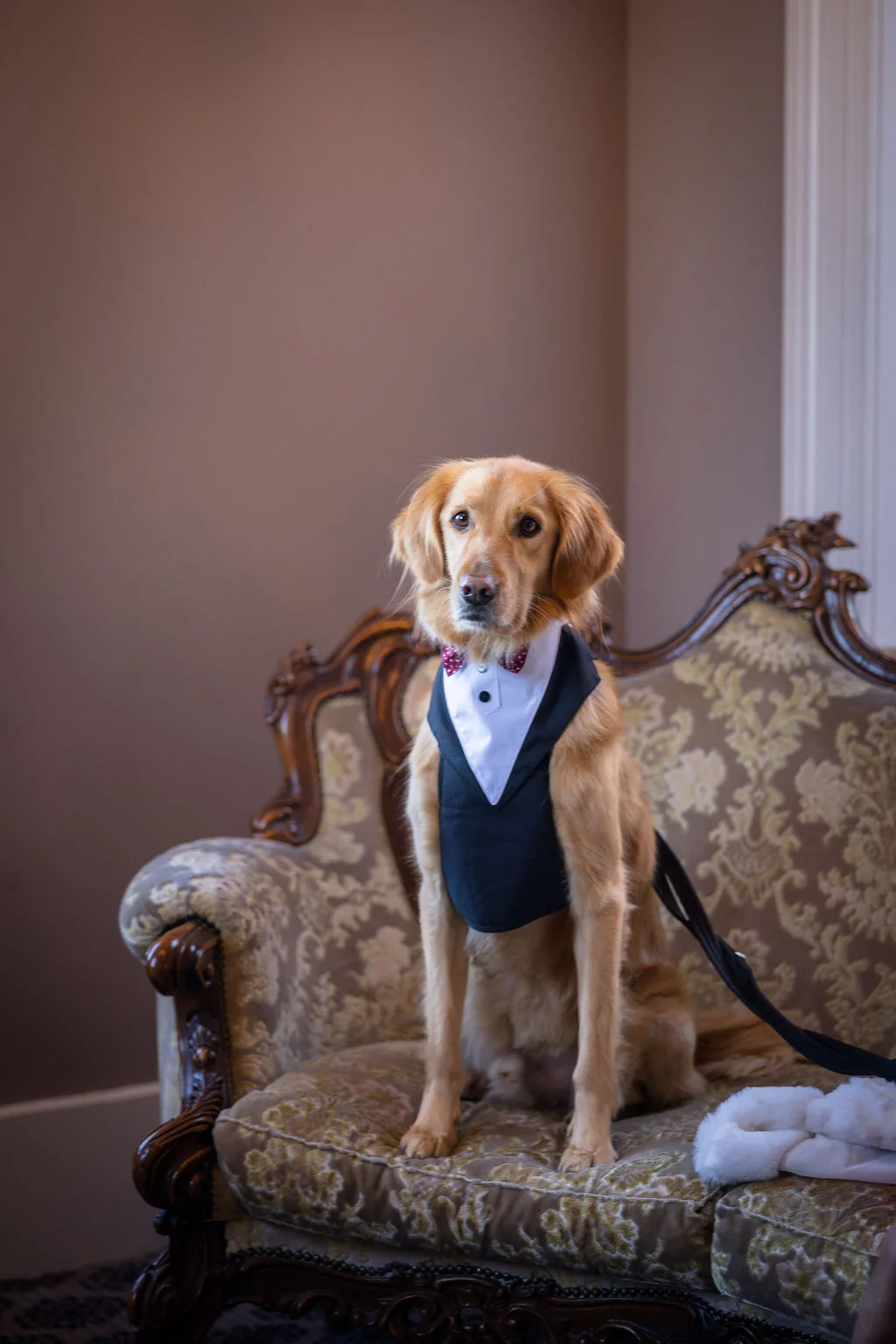 An adorable golden retriever wearing a miniature tuxedo and bow tie sits poised on an ornate vintage sofa inside a country house venue.