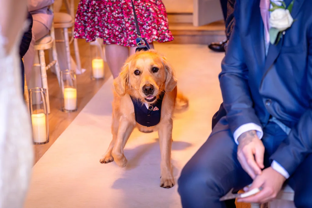 An adorable golden retriever wearing a smart bow tie walks down the wedding aisle flanked by glowing candles.