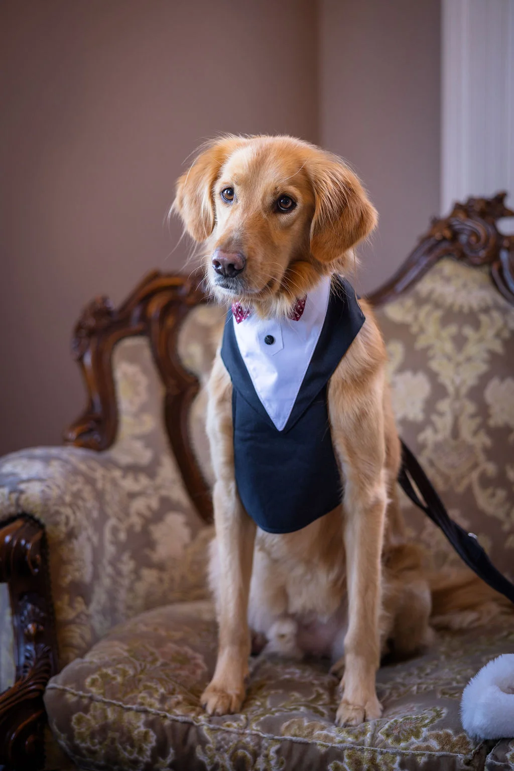 An adorable golden dog wearing a smart black and white tuxedo outfit sits gracefully on a vintage patterned armchair.