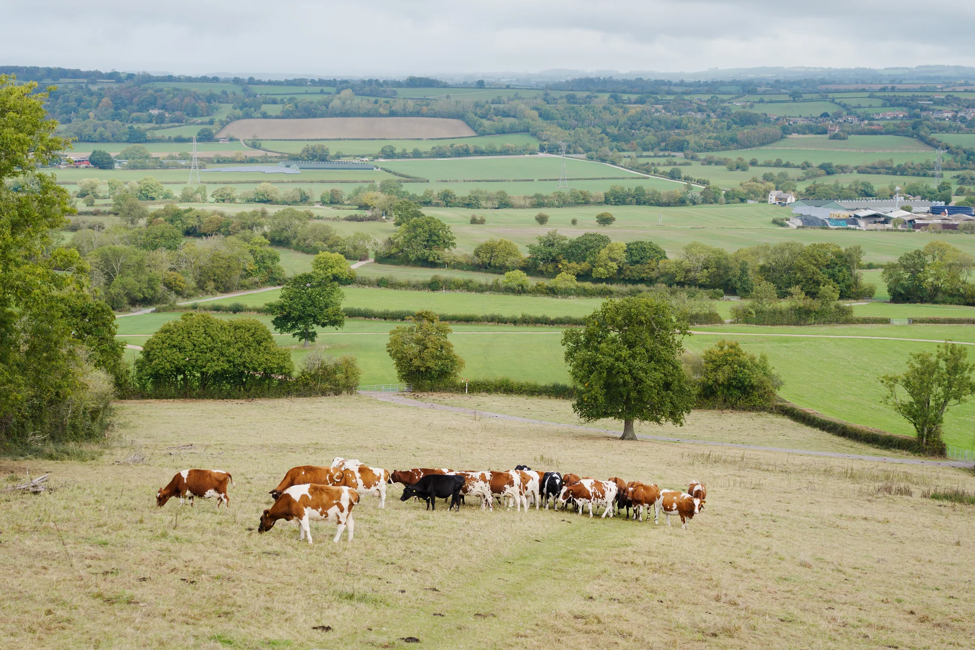 An aerial drone view captures a scenic English countryside landscape featuring rolling green hills and a herd of cows grazing in a grassy field.