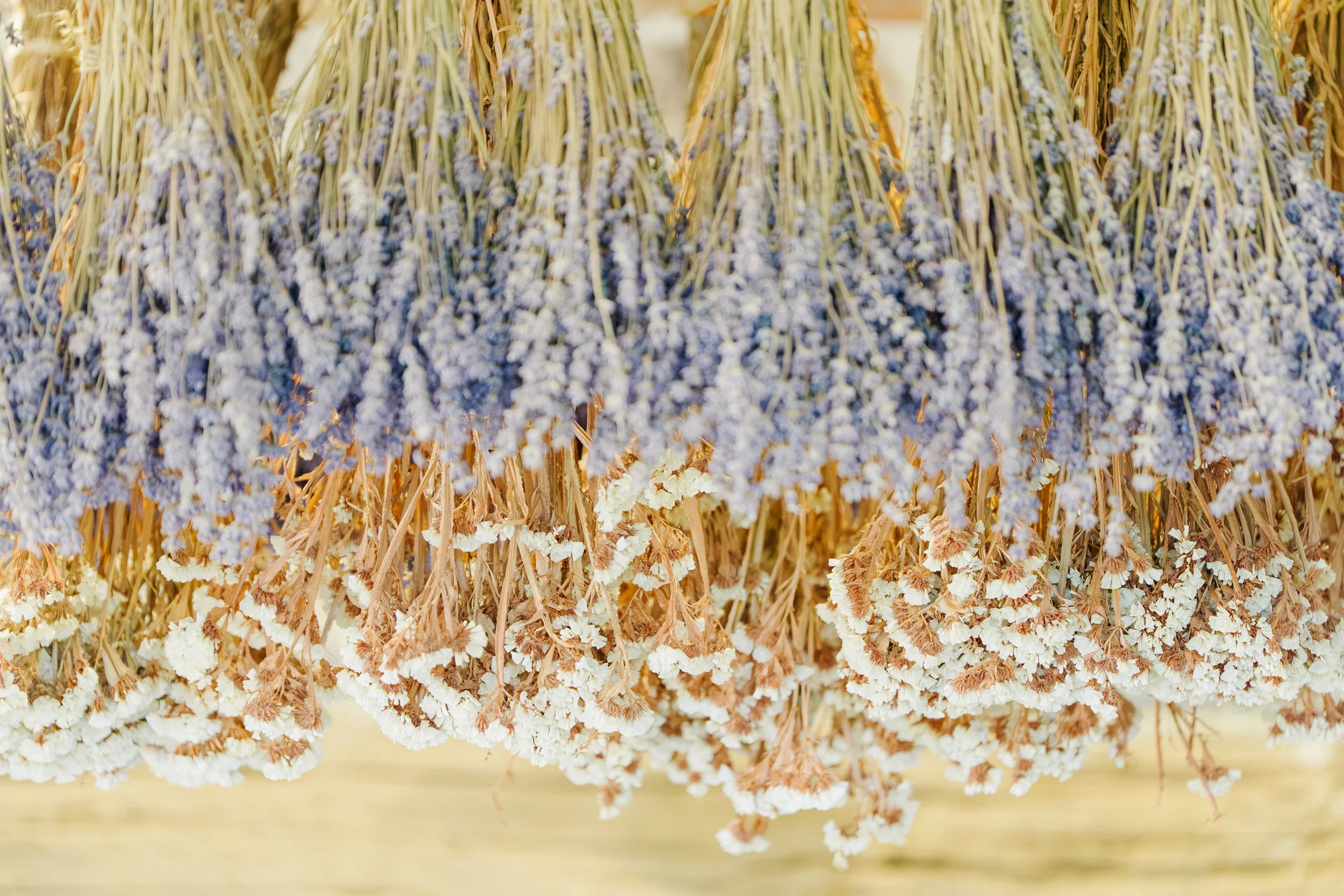 A close-up shot of dried purple lavender bunches hanging upside down to dry, creating a rustic botanical display.
