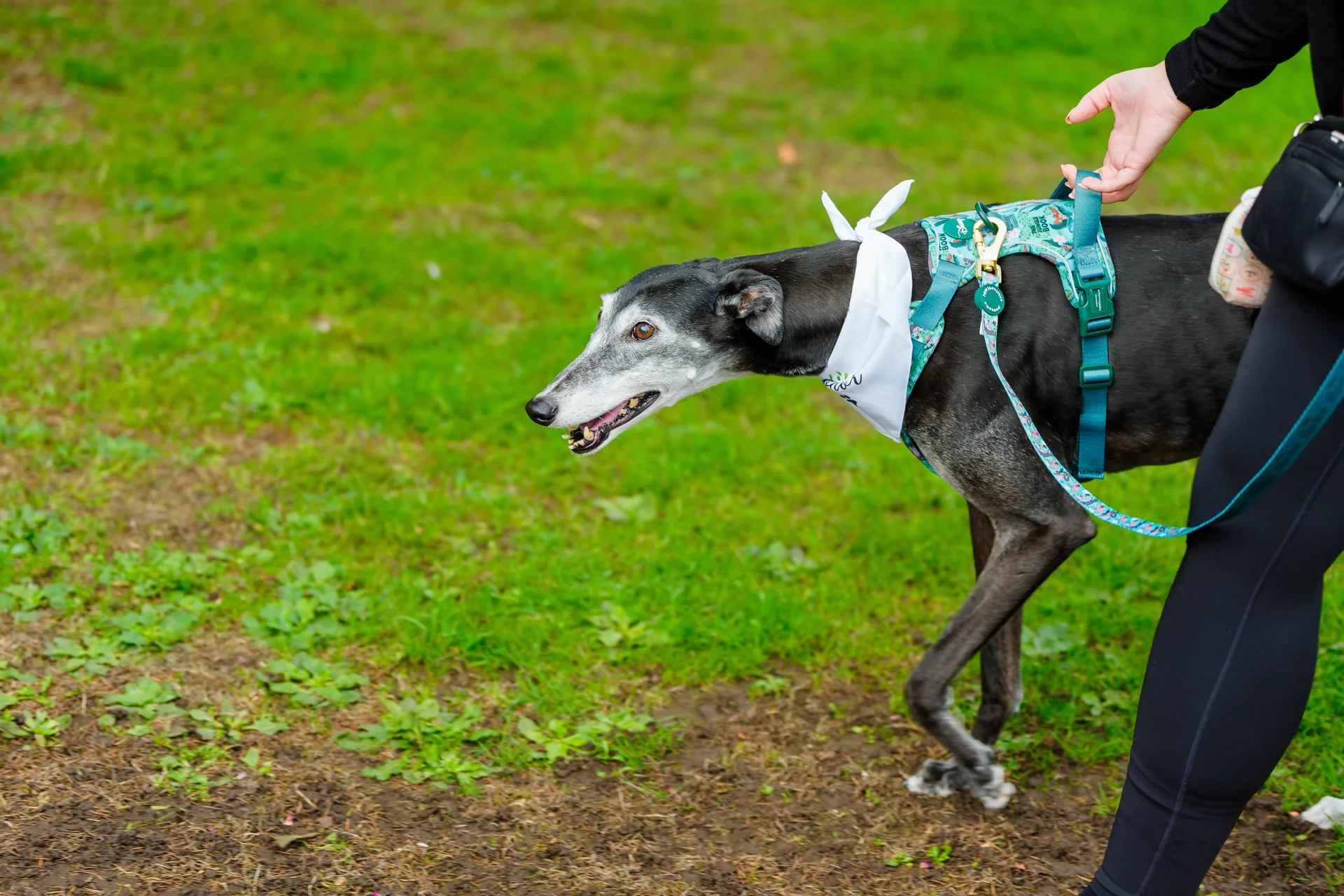 A sleek black greyhound wearing a white neckerchief and a patterned harness walks alongside a person on a grassy outdoor path.