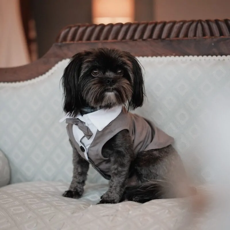 Doggy tux 1