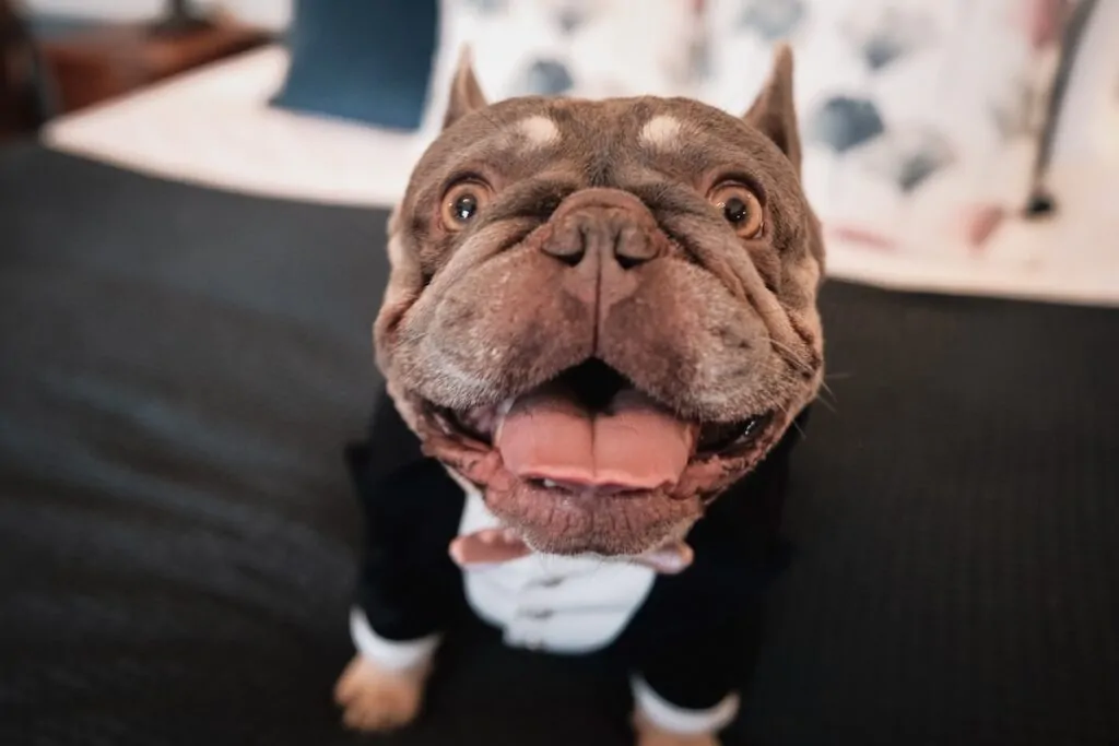 Louie close up