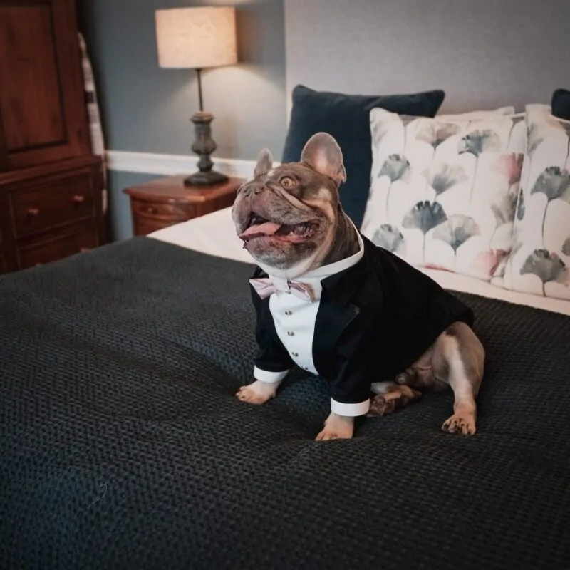 Louie bed