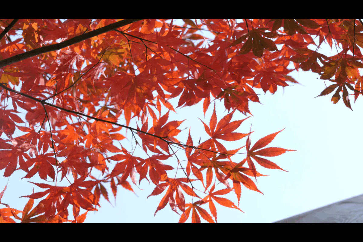 D&T 3_1.43.1-min