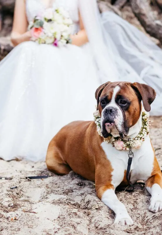 dog wedding