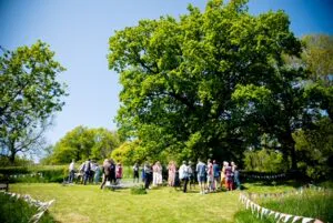 colour oak tree in May (listing)