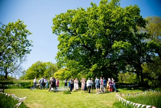 colour oak tree in May (listing)