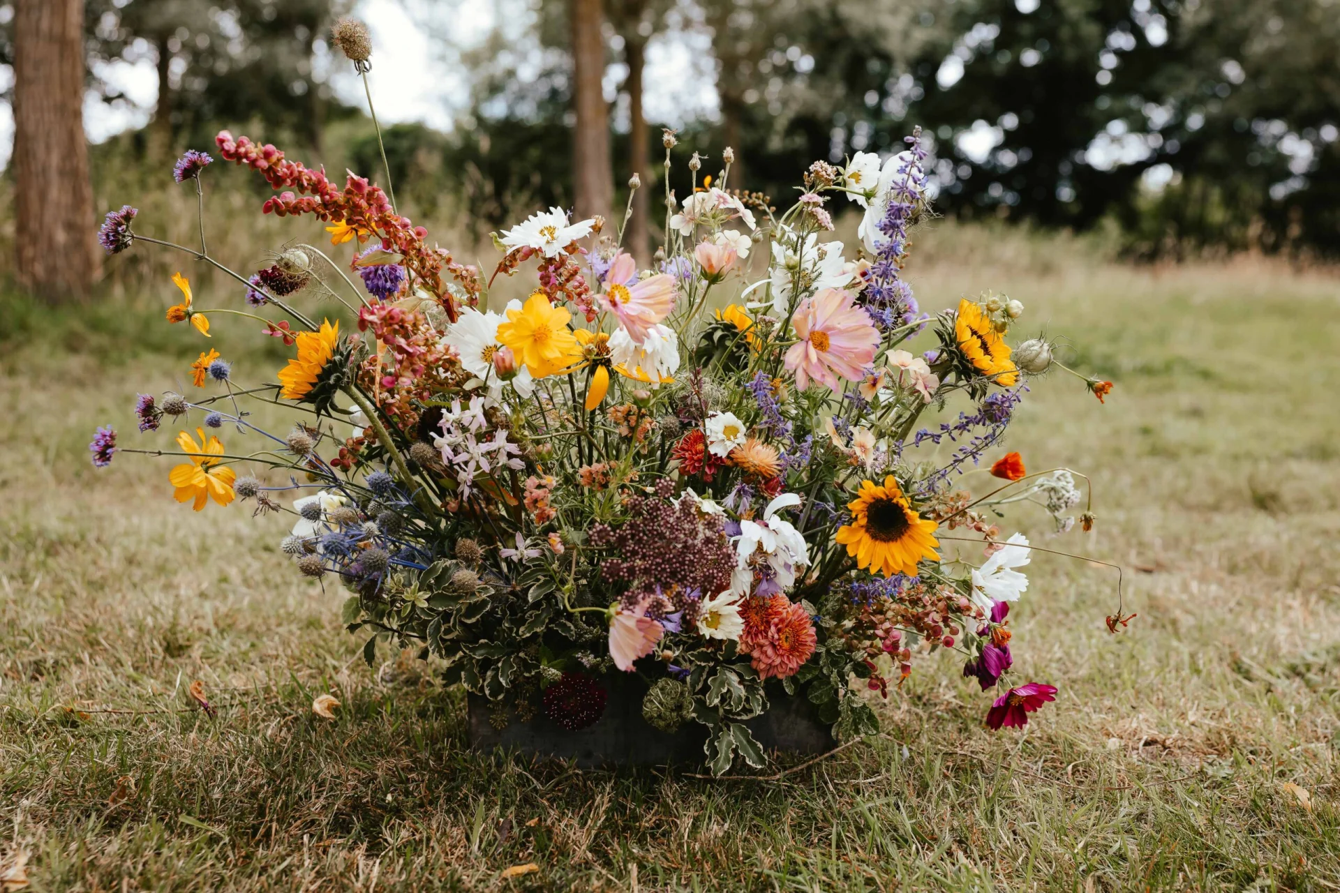 WED (114)