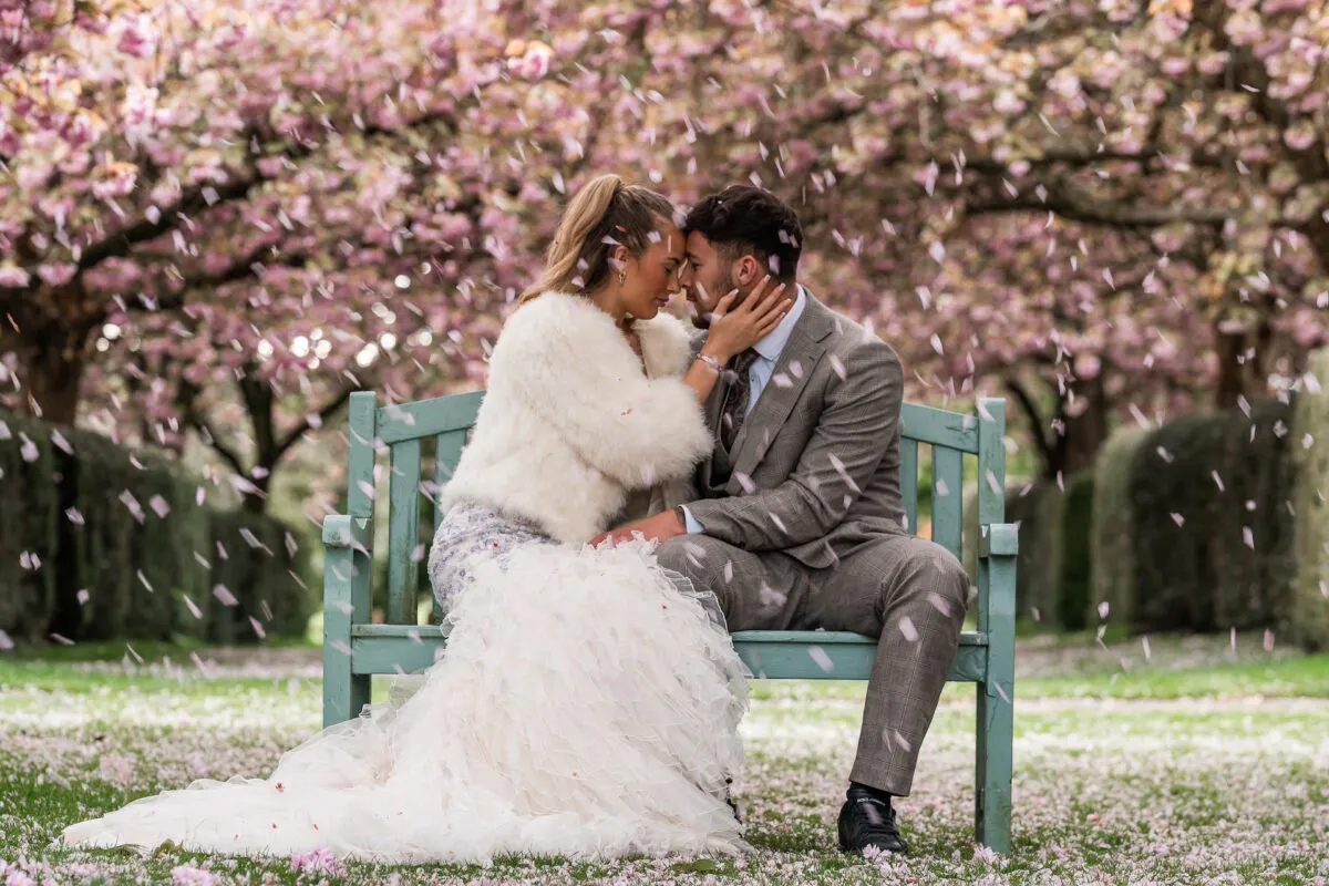 A newlywed couple sits closely on a pale blue wooden bench beneath blooming cherry blossom trees as pink petals rain down around them.
