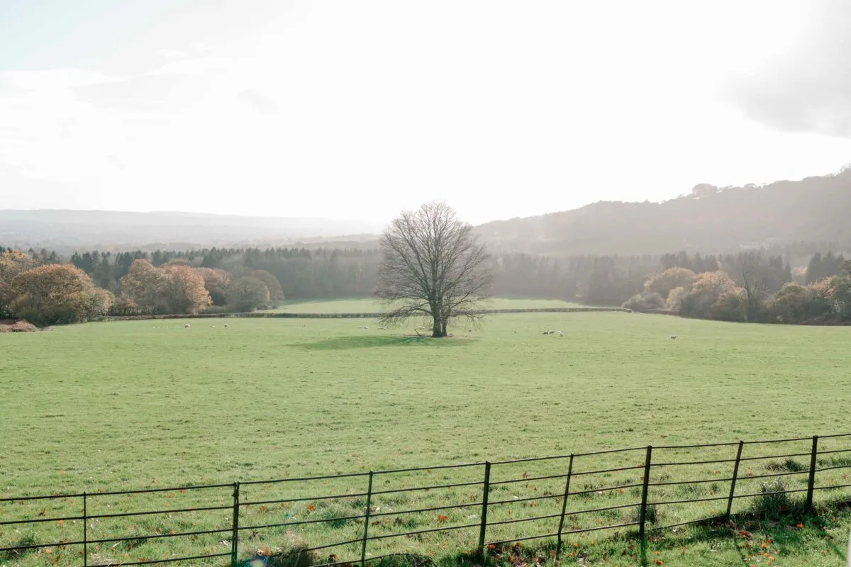 A wide scenic shot of a sprawling green field with a solitary bare tree and distant rolling hills under a soft daylight sky.