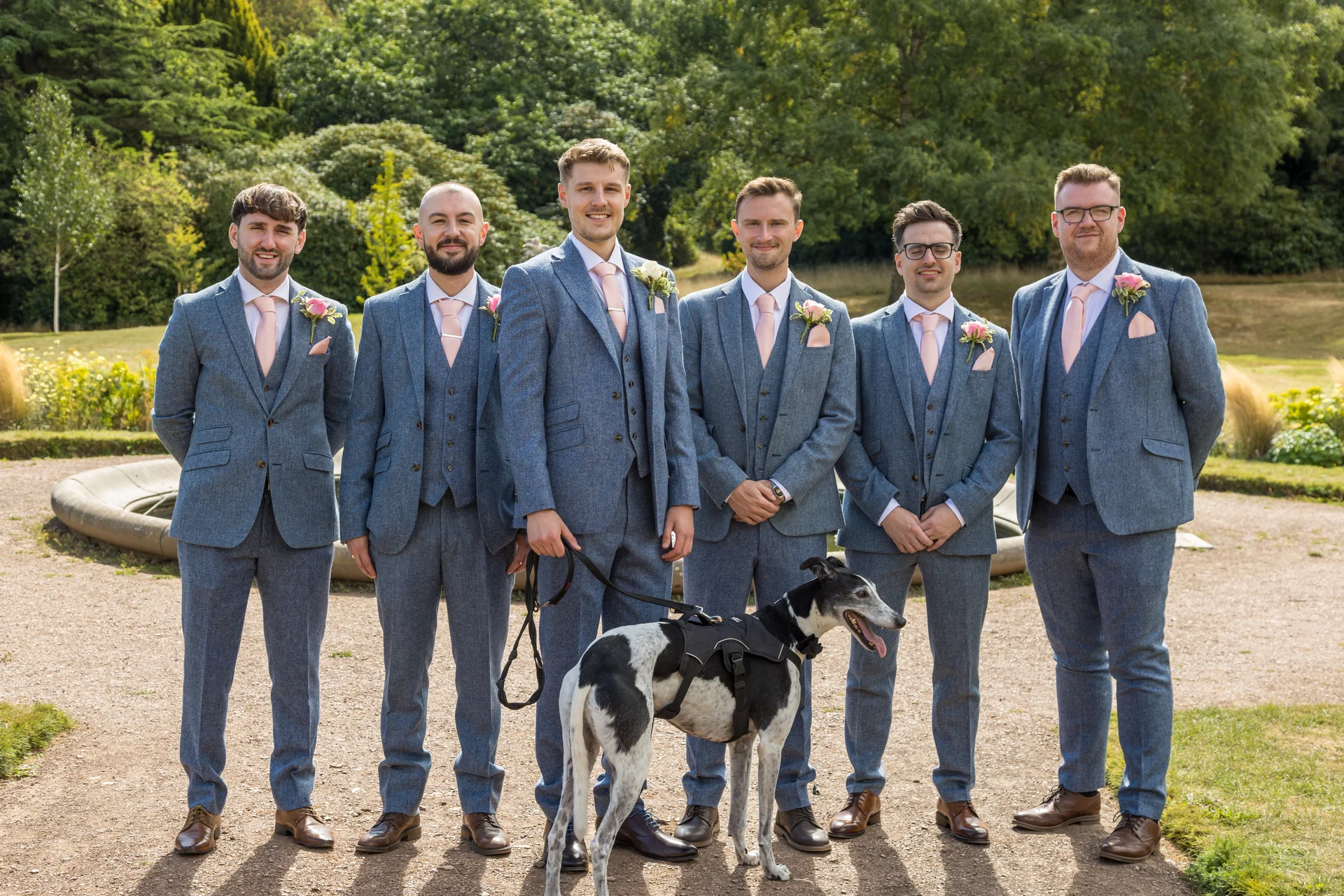 A group of six groomsmen in matching blue tweed suits with pink ties pose outdoors in a garden setting alongside a black and white dog on a lead.