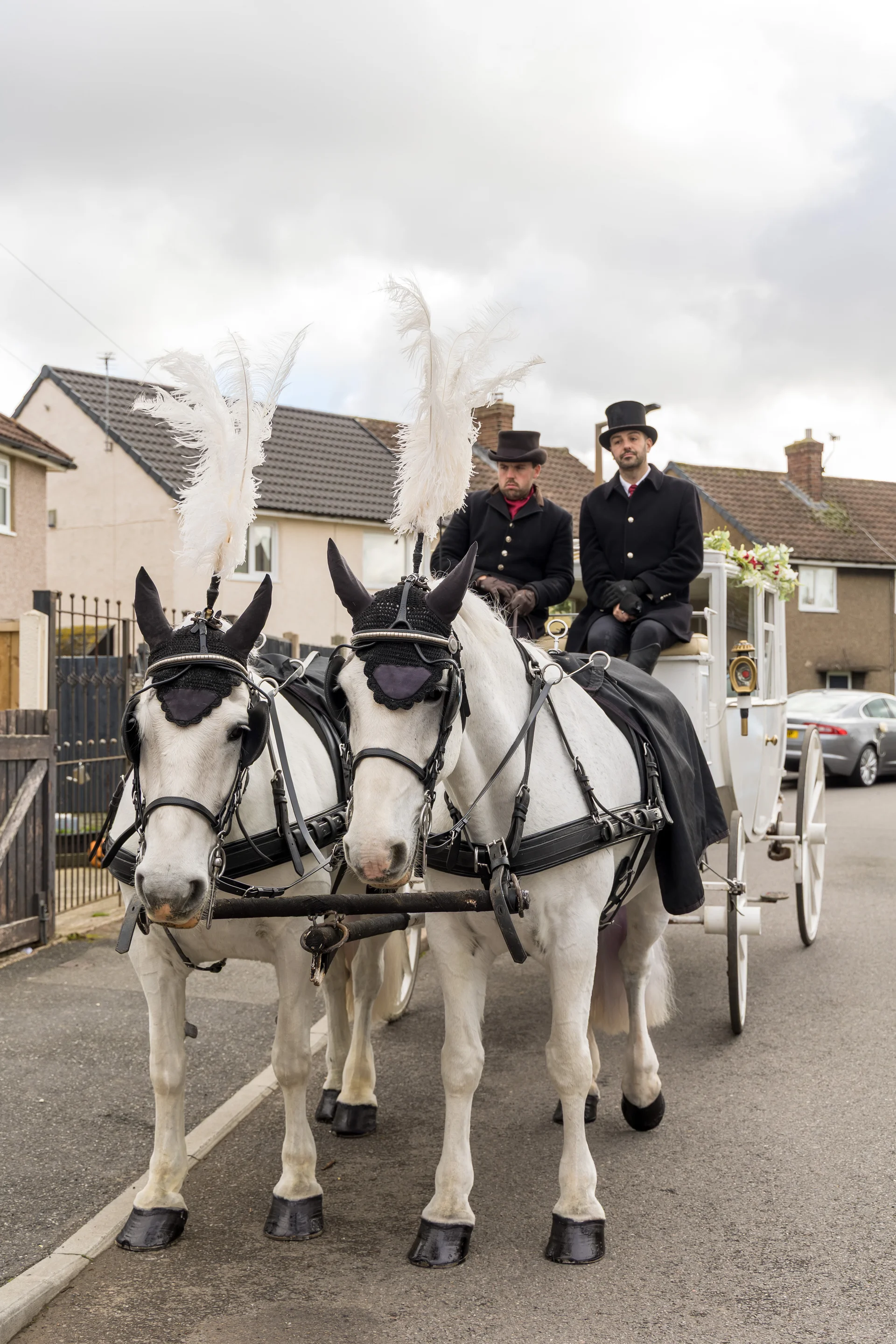 A pair of white horses wearing black bridles and white feather plumes pull a traditional white wedding carriage down a residential street.