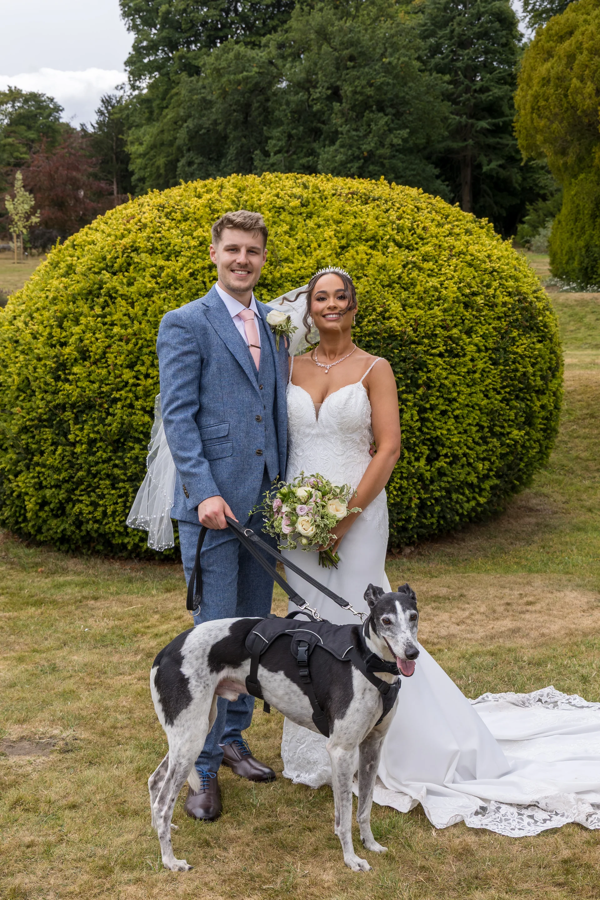A newlywed couple poses outdoors in a manicured garden next to a large topiary bush, accompanied by their black and white greyhound dog wearing a harness.