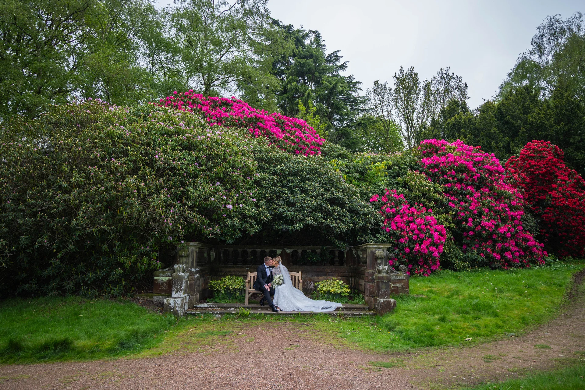 A newlywed couple shares a tender kiss while seated on a stone bench nestled among vibrant pink rhododendron bushes in a lush garden.