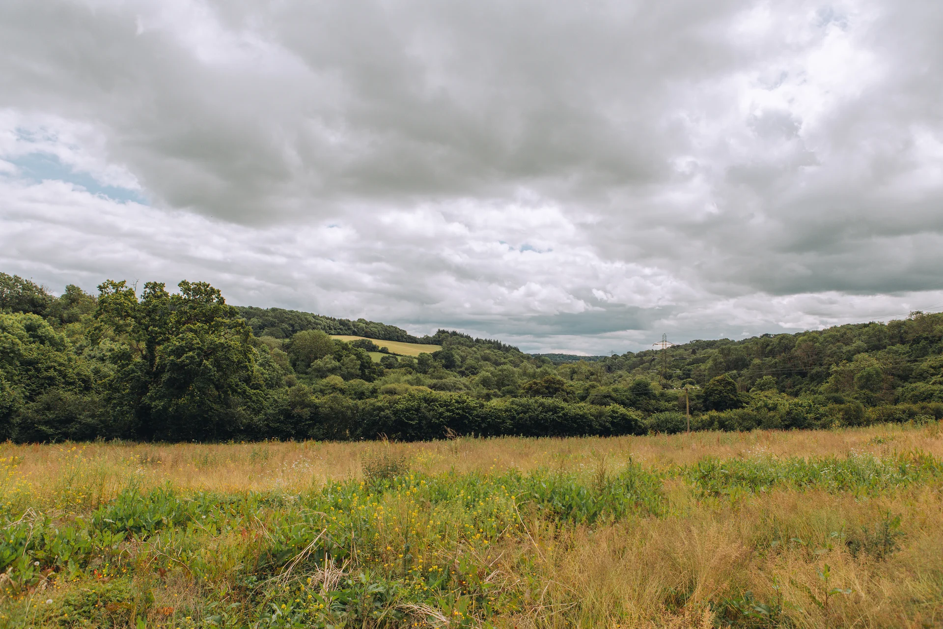 A wide angle view of an expansive wildflower meadow backed by rolling green hills under a dramatic, cloudy sky.