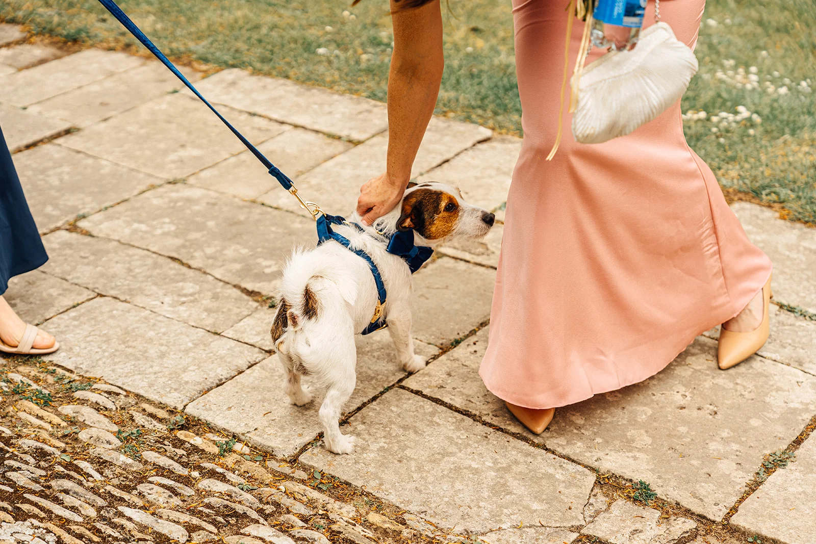A guest wearing a pink dress walks a small Jack Russell terrier wearing a blue bow tie and harness across a cobbled stone pathway.