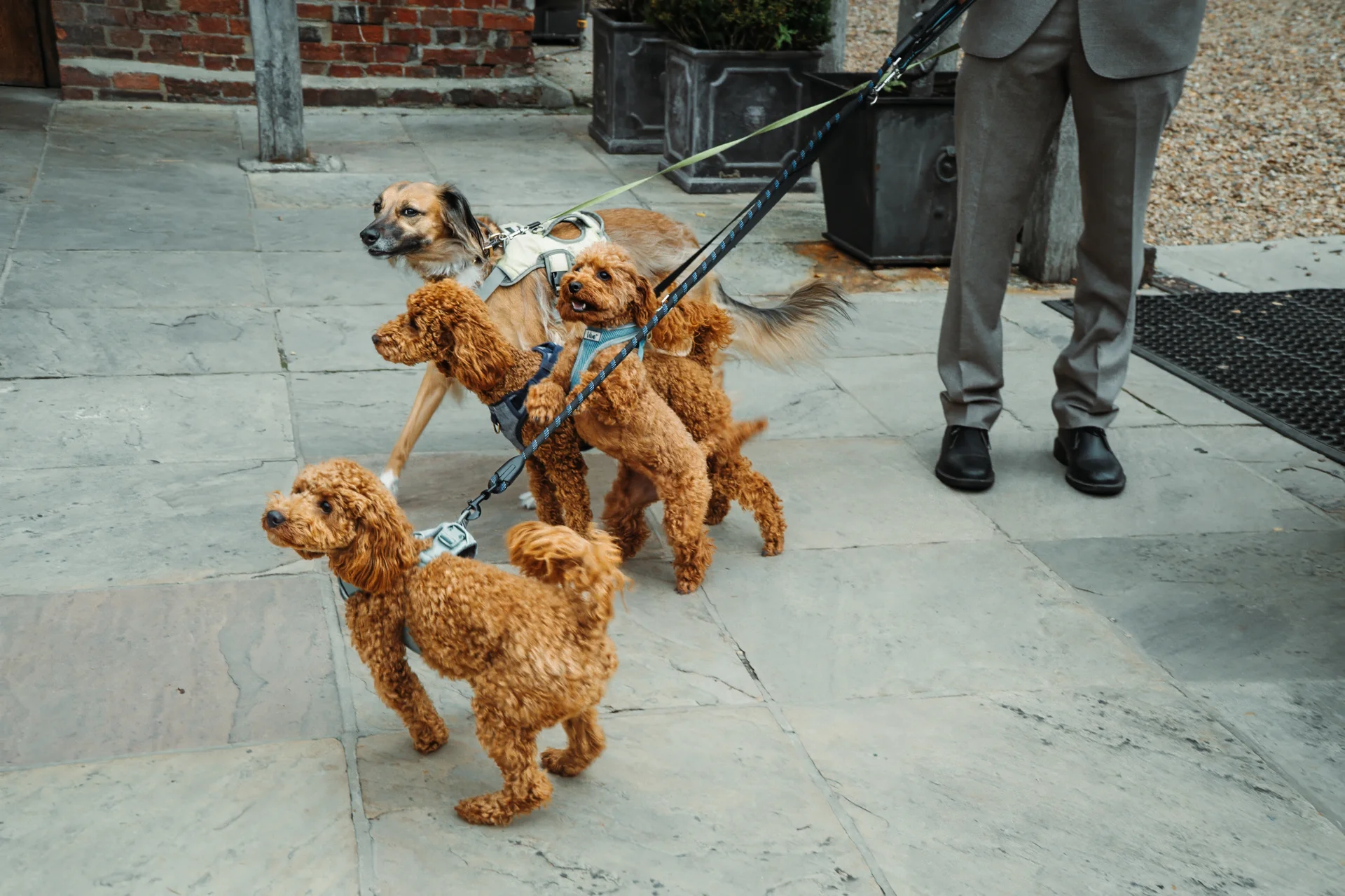 A groom in a grey suit stands on a stone patio while holding the leashes of four excited dogs wearing harnesses at a wedding venue.