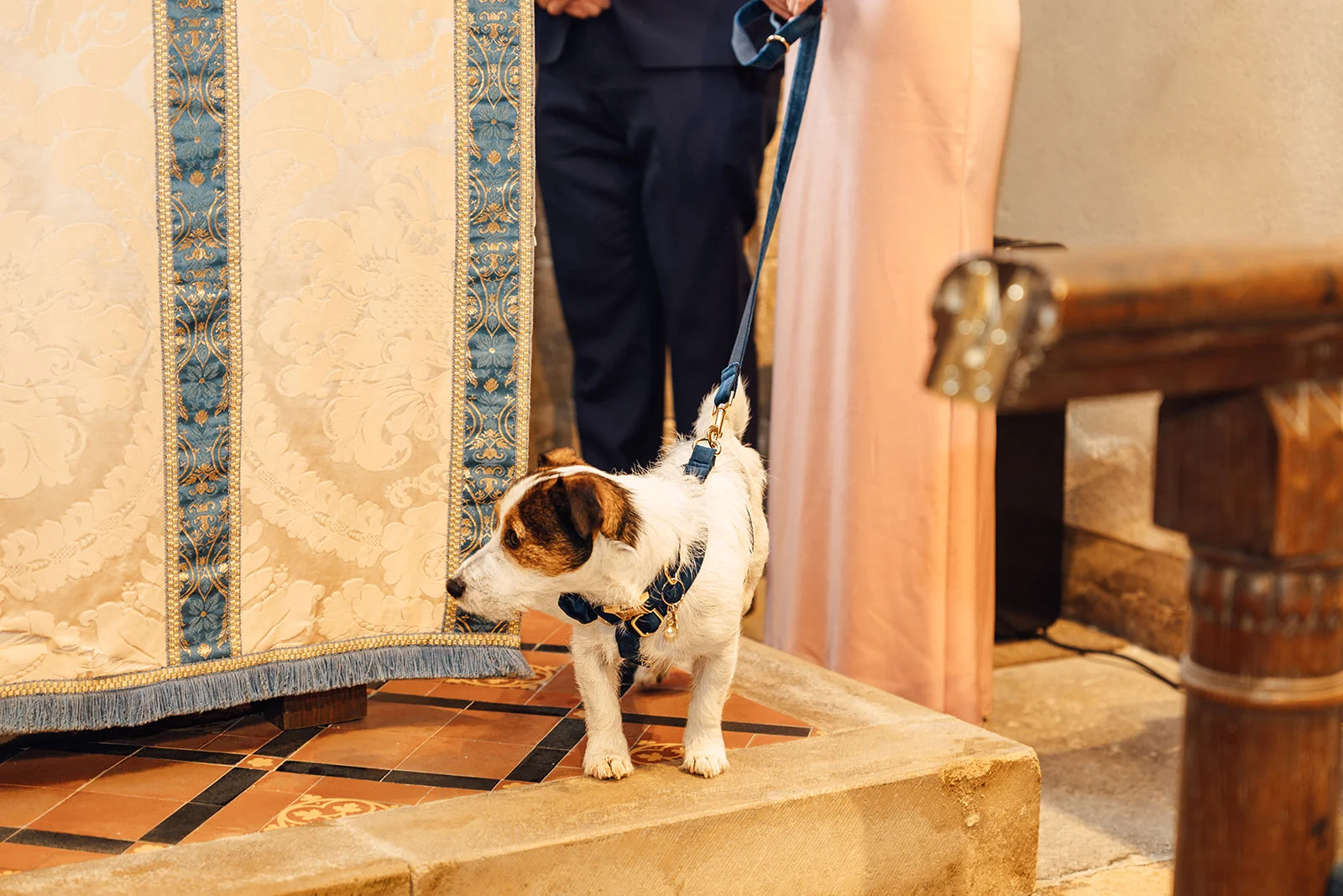 A small white and brown terrier wearing a blue harness stands on a stone step in a church next to the wedding couple.