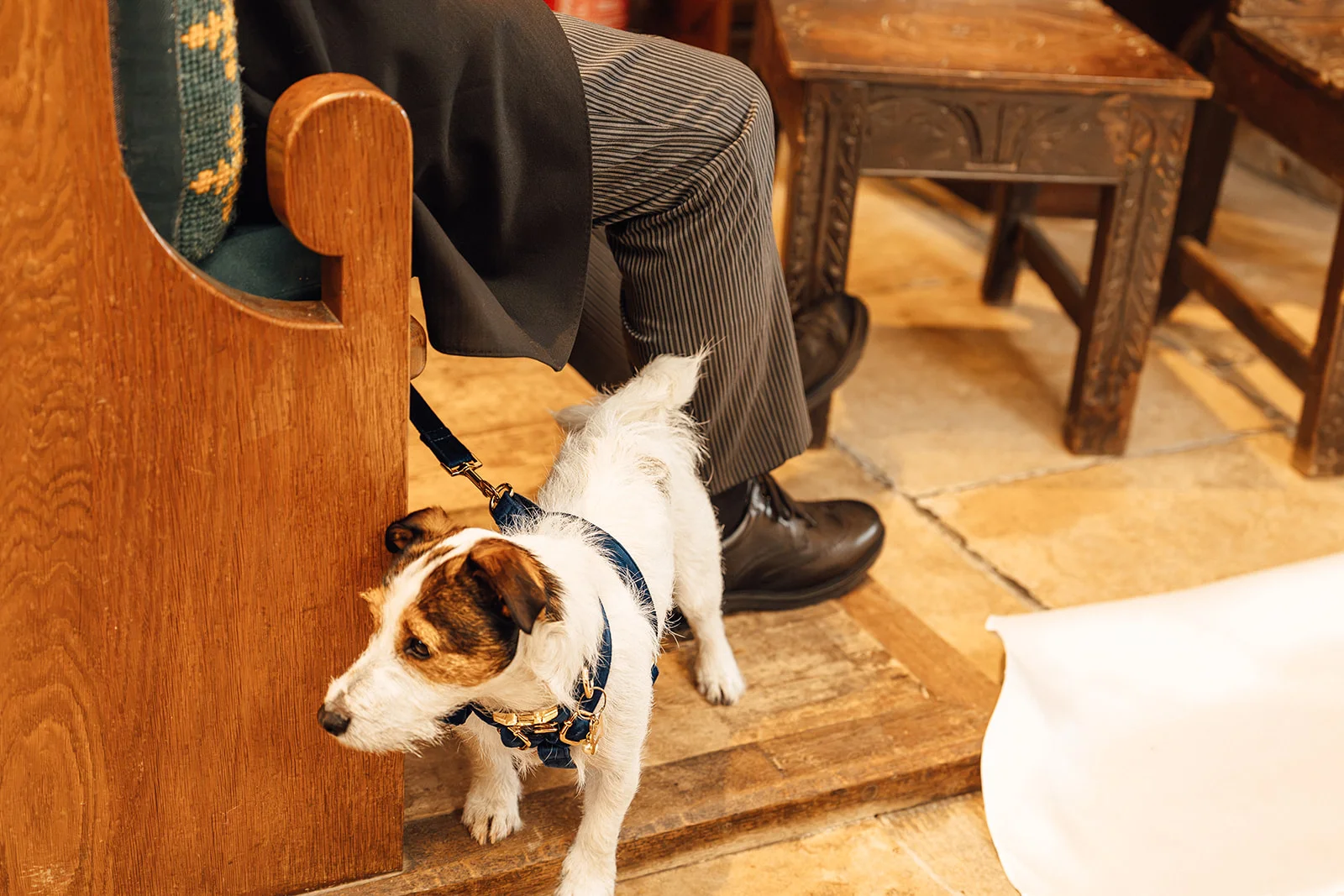 A small terrier wearing a blue harness stands tethered to a wooden church pew near a groom wearing a pinstripe suit.