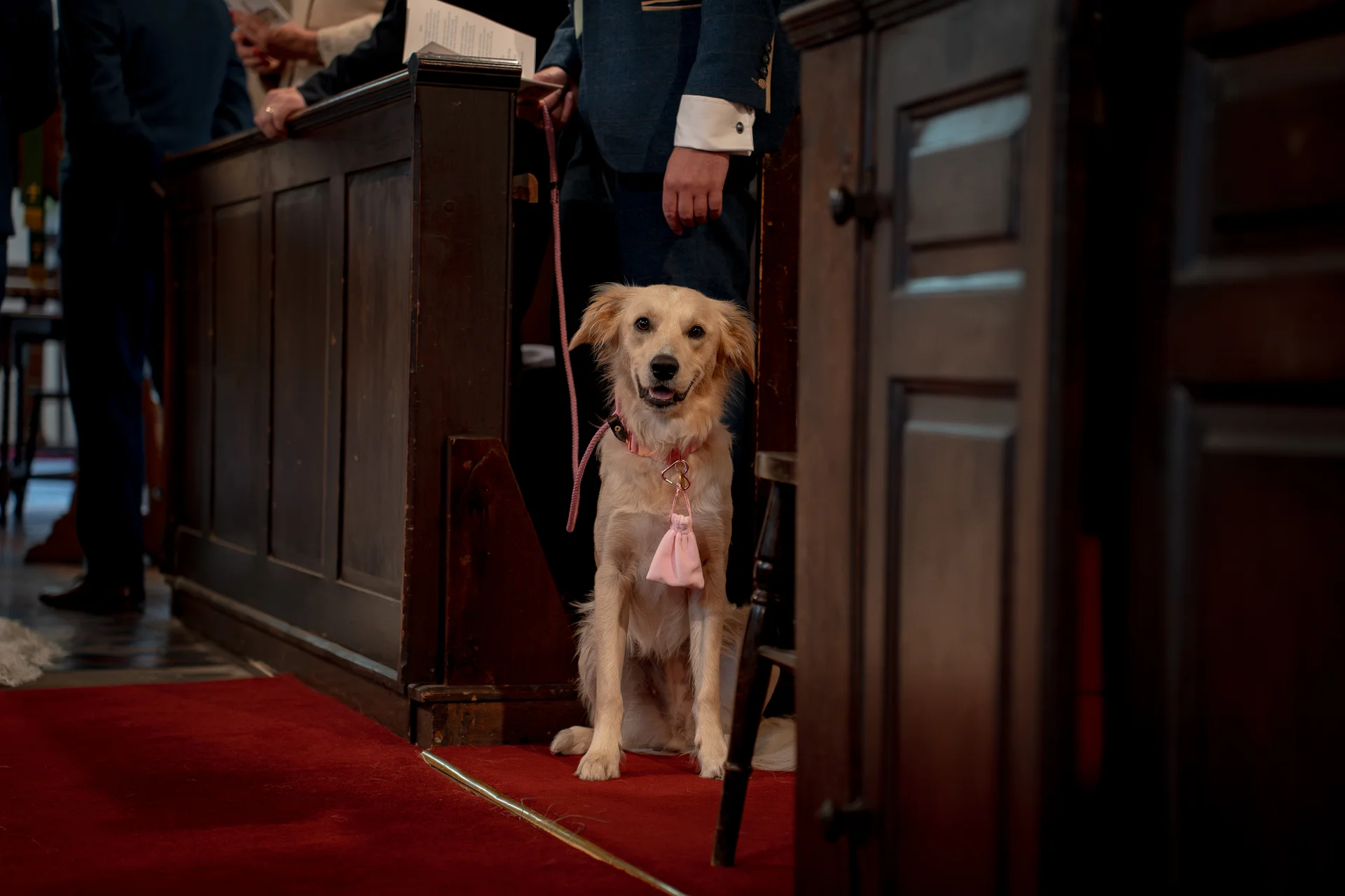 An adorable golden retriever wearing a pink collar sits patiently inside a traditional church by dark wooden pews on a red carpet.