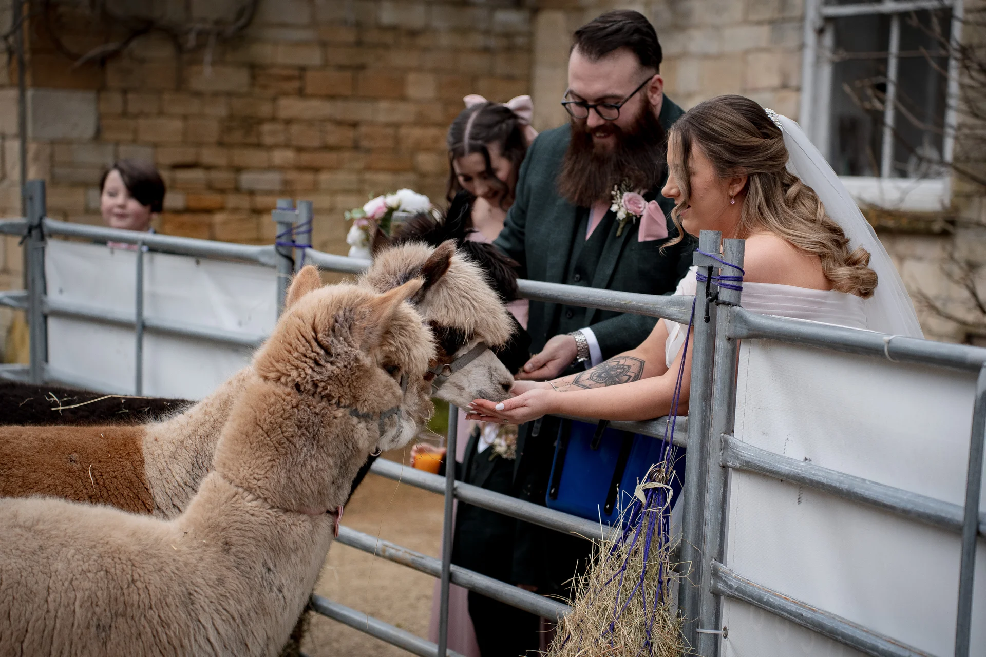 A bride in an off-the-shoulder gown and veil feeds alpacas over a metal fence while her groom and wedding guests look on happily.