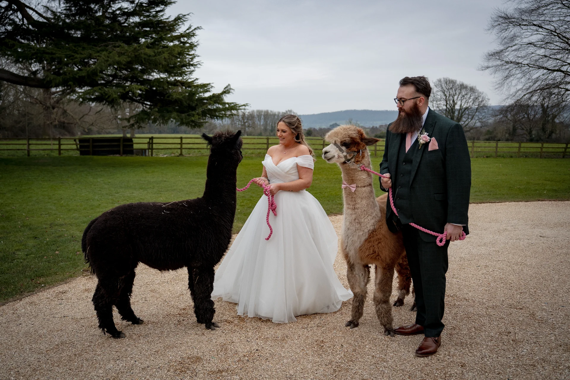 A bride in an off-the-shoulder gown and a bearded groom in a green suit pose happily on a gravel driveway with two alpacas on leashes.