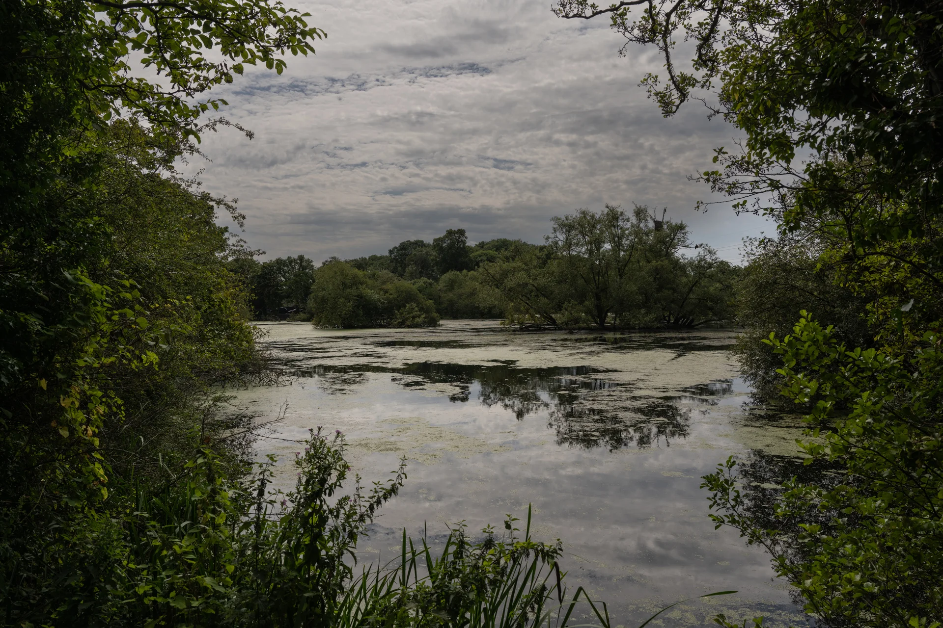 A serene lake view framed by overhanging tree branches under a cloudy, overcast sky.