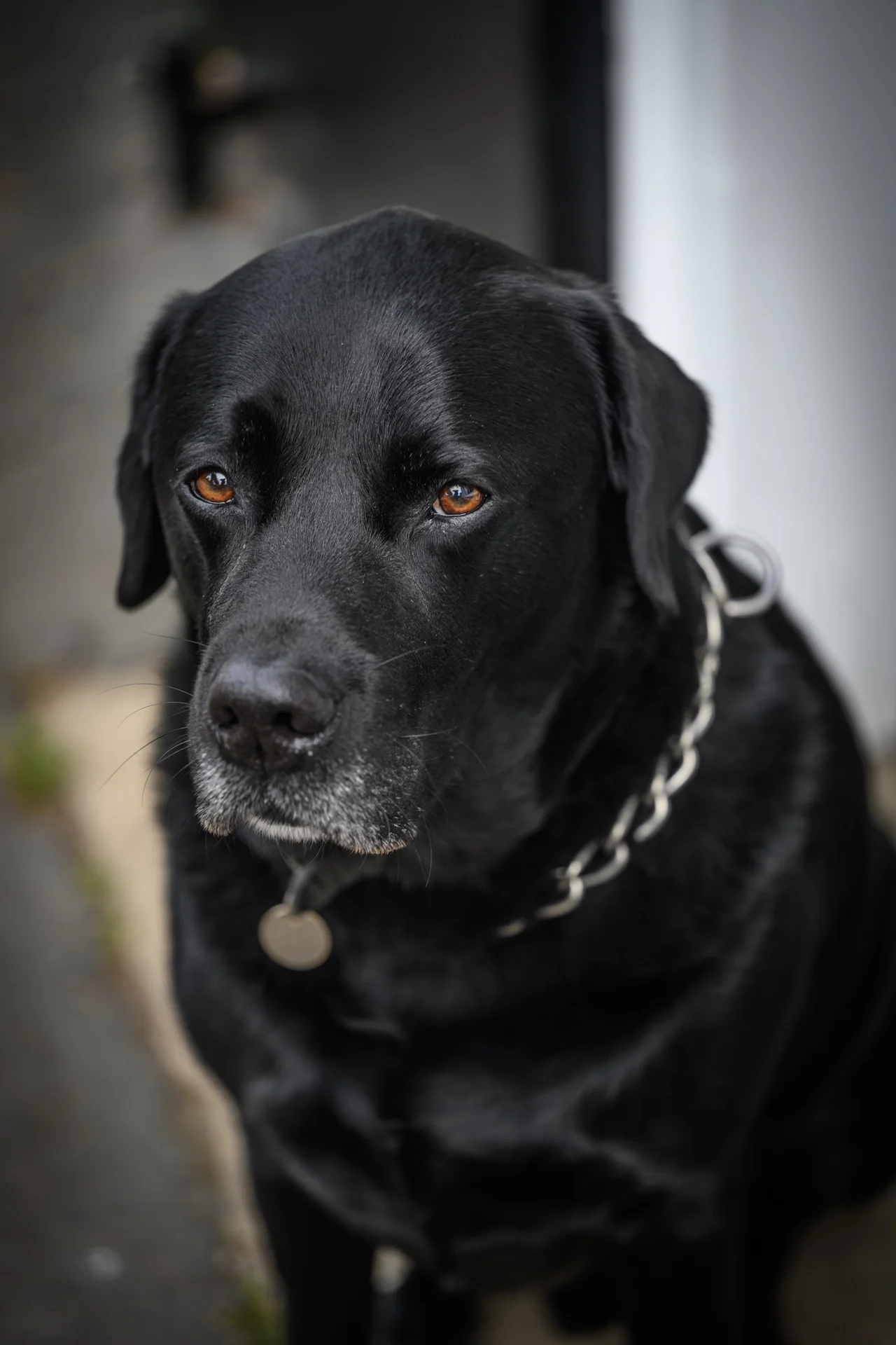 A close-up portrait of a black Labrador dog wearing a metal chain collar, captured with a soft background.