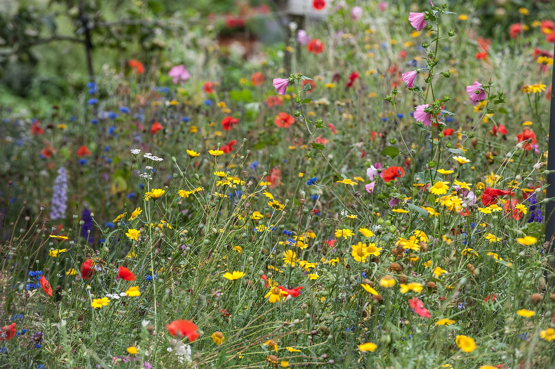 A vibrant summer wildflower meadow blooms with colourful poppies, yellow daisies, and delicate blue cornflowers in soft natural daylight.